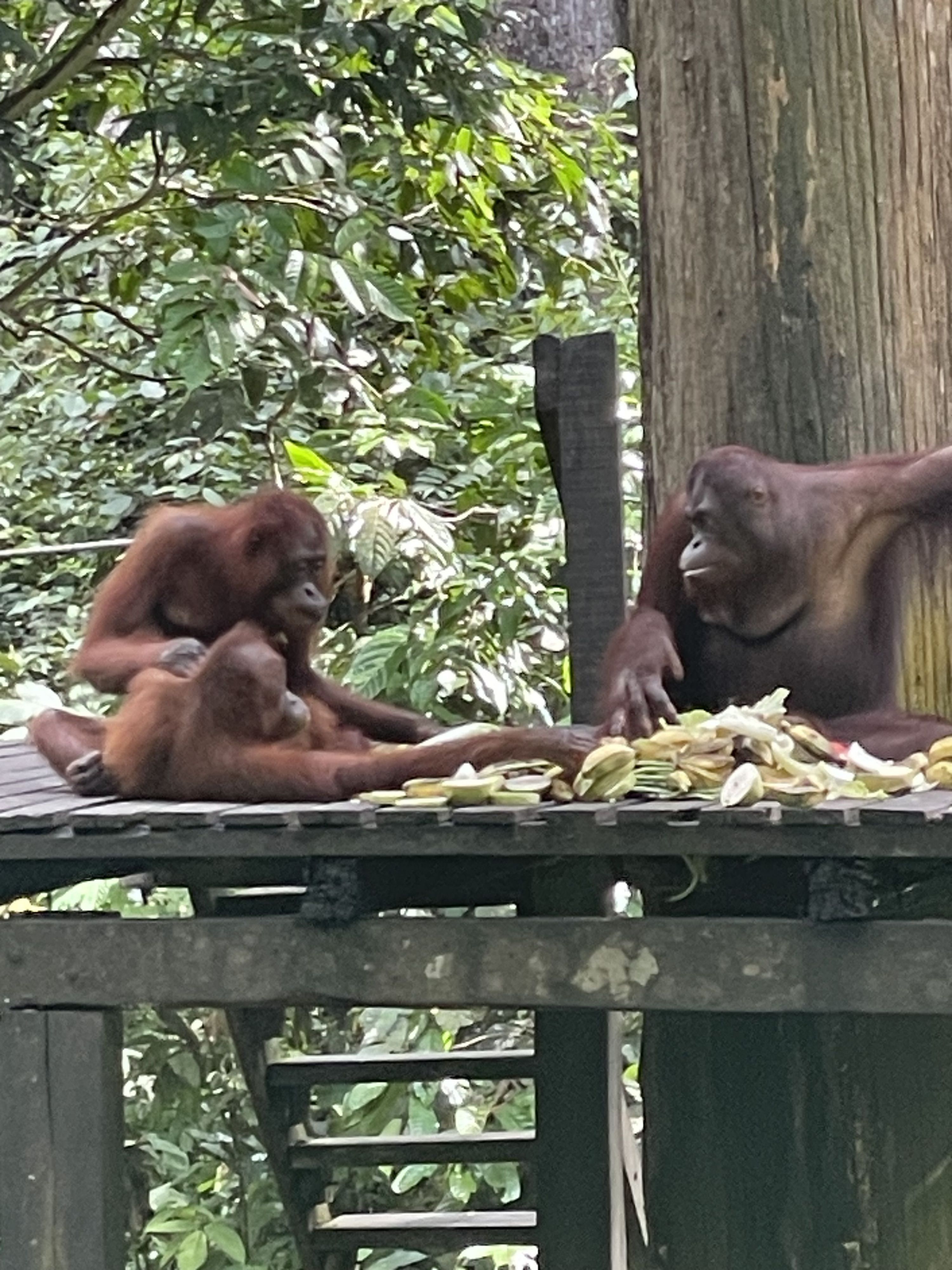 Orangutan Chess Academy